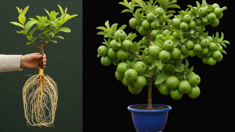 This simple technique transforms guava cuttings into lush trees in no time…