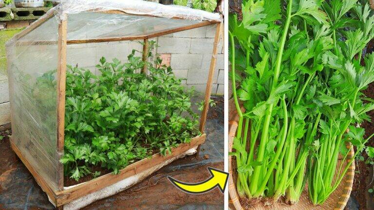 This simple method transforms kitchen scraps into thriving celery plants…