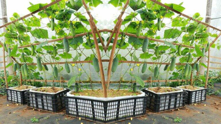 This simple trick transforms your terrace into a cucumber paradise…