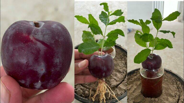 This unique method grows plums in water, and the results are astonishing…