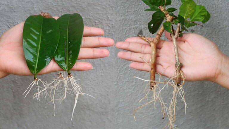 This simple method transforms kitchen scraps into thriving plants in just weeks…