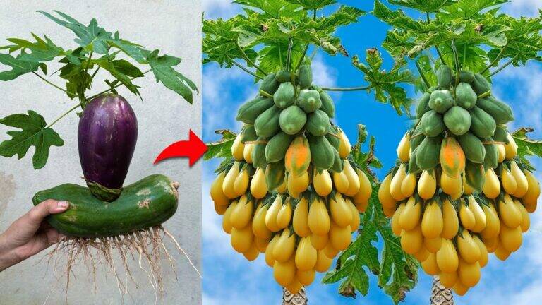 This surprising method transforms your garden using papaya to boost eggplant yields…