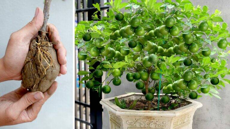 This forgotten trick transforms soil into a thriving vegetable garden…