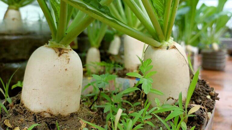 This simple method transforms plastic bottles into thriving radish gardens…