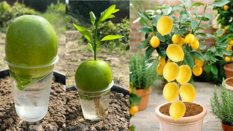 Discover how a simple water trick transforms your garden into a citrus paradise…