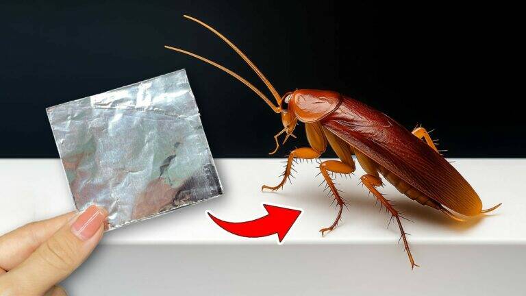 This simple trick turns everyday aluminum foil into a cockroach killer…