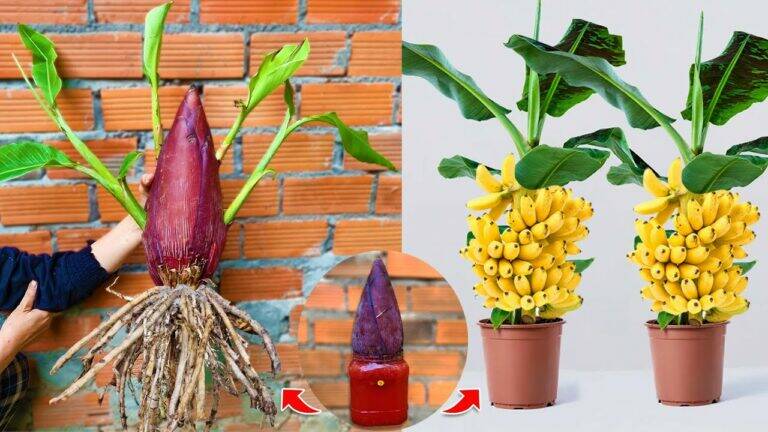 This hidden technique transforms your banana trees using aloe vera… discover how!
