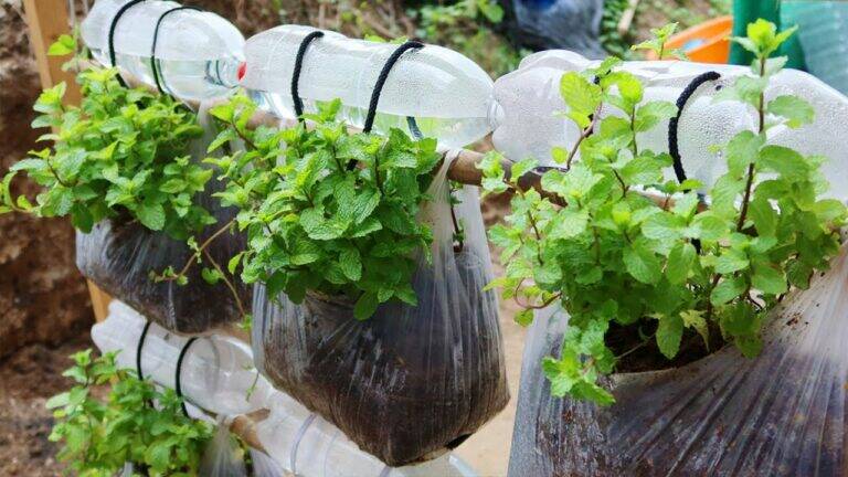 This simple technique transforms plastic bags into a lush mint garden…