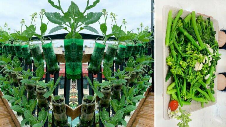 This simple trick transforms your garden soil for a bountiful vegetable harvest…