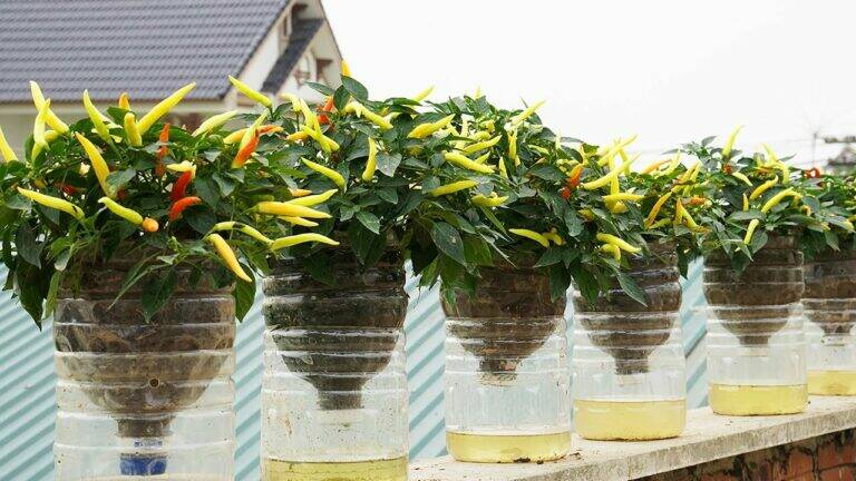 This simple trick transforms your balcony into a chili paradise…