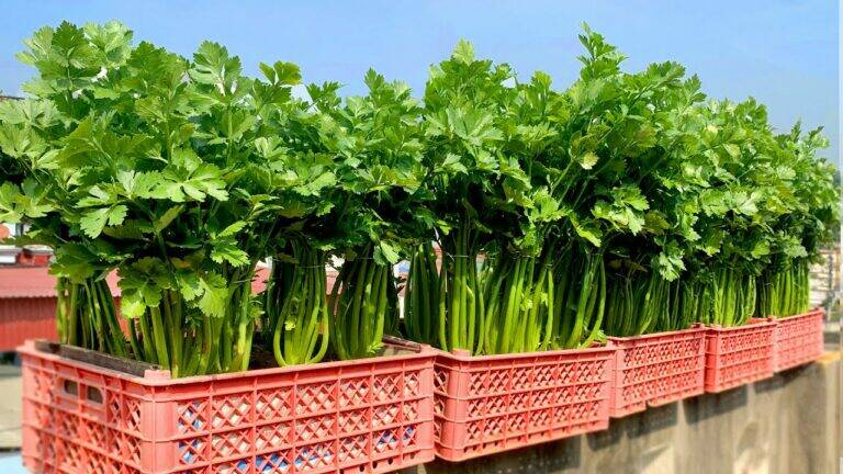 This simple trick transforms kitchen scraps into a thriving celery garden…
