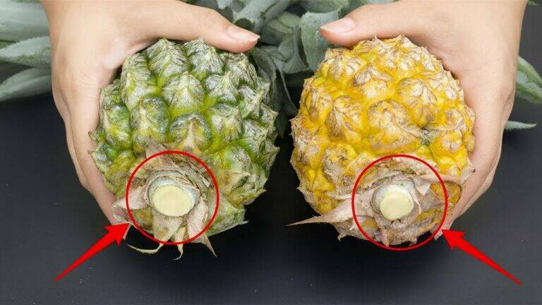 An old trick gardeners use to pick the sweetest pineapples every time…