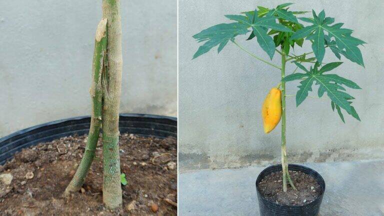 This simple method doubles your papaya yield and transforms your garden…