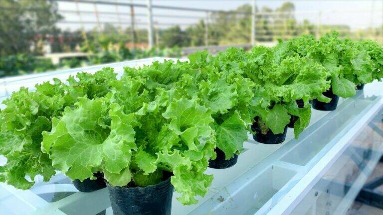 An old trick transforms ordinary soil into a lettuce powerhouse… you’ll want to try this!