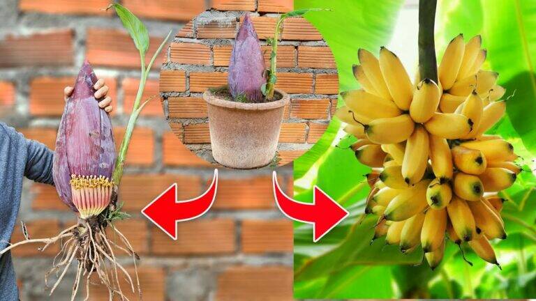 This forgotten trick helps you graft banana trees with aloe vera for rapid growth…