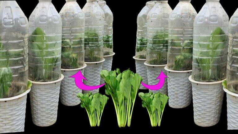 This simple technique transforms any space into a thriving mini greenhouse…