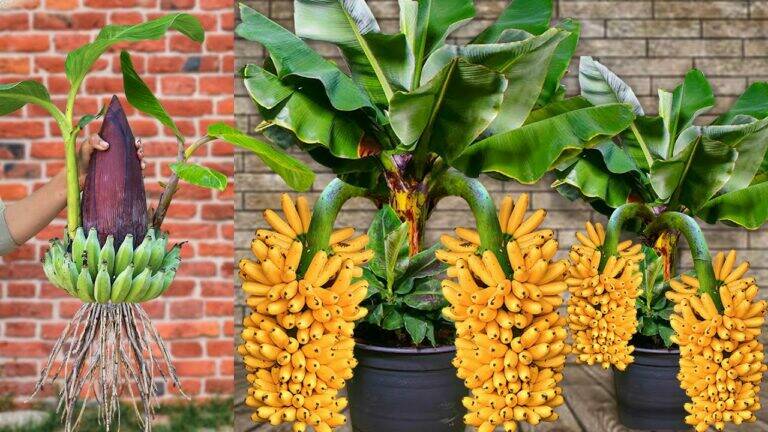 This simple trick transforms banana flowers into fruit-filled trees…