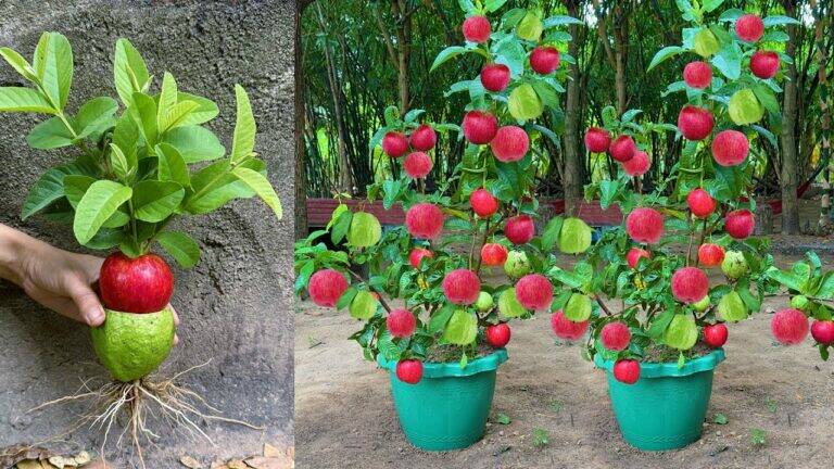 This forgotten trick transforms your apple tree into a fruiting powerhouse …