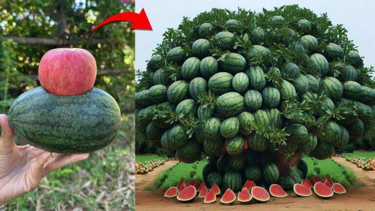This unexpected method transforms ordinary watermelons into sweet apple hybrids…