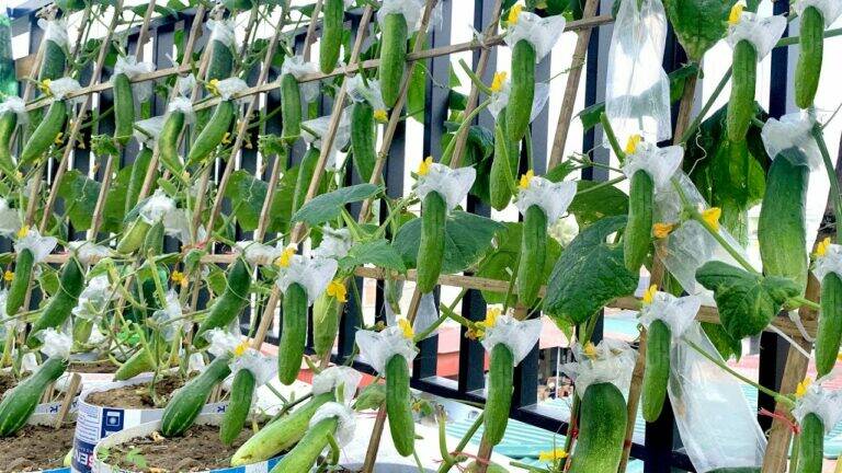 This simple method transforms your balcony into a cucumber paradise … discover how!