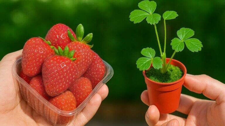 This simple method transforms store-bought strawberries into a flourishing garden…