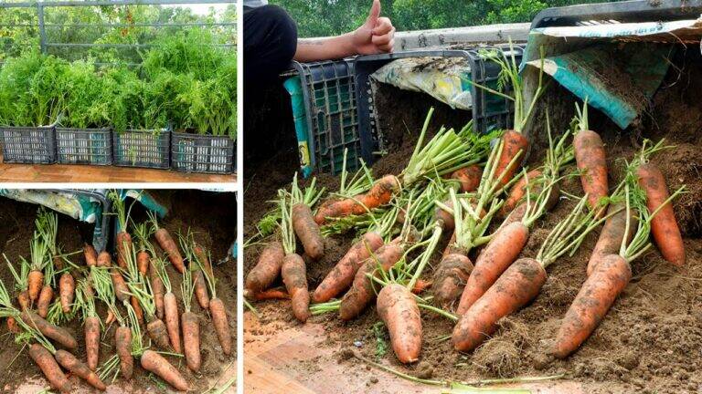 This simple gesture transforms your terrace into a carrot paradise…