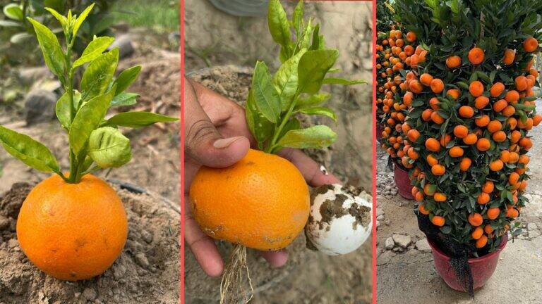 This simple method transforms orange peels into thriving trees… you have to see it!
