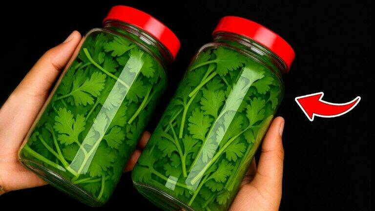 This simple hack keeps cilantro fresh for a whole year without spoiling…