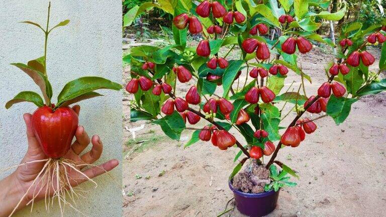 This simple method transforms your garden with thriving Java Apple trees…