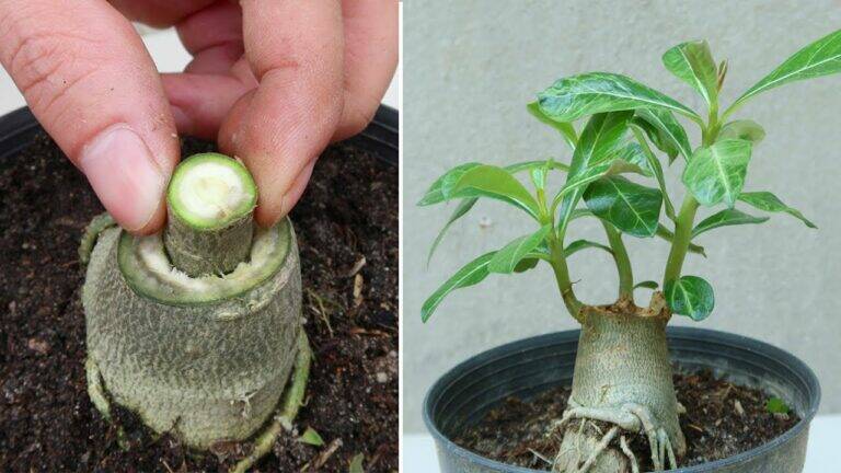 This simple technique transforms your Adenium obesum into a stunning showstopper…