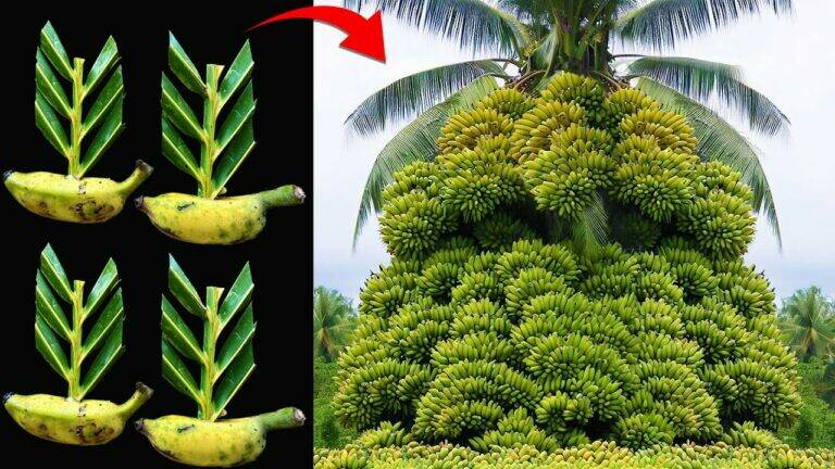 This forgotten trick transforms banana plants using just coconut leaves…