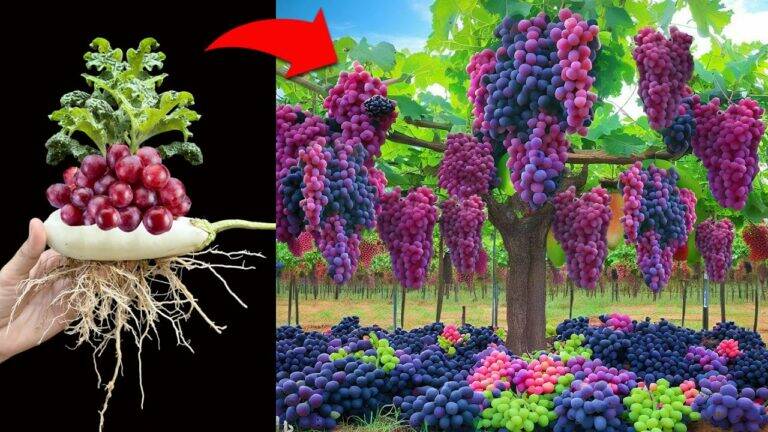 This unique method combines eggplant and grapes using Aloe Vera for stunning results…