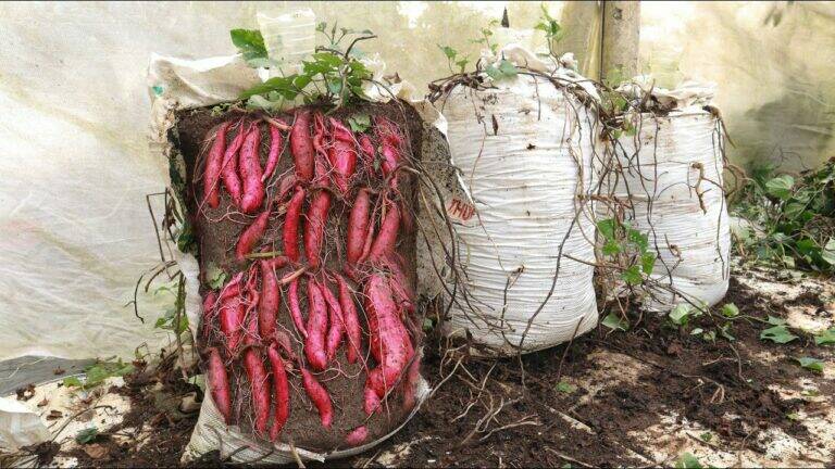 This simple method transforms your garden into a sweet potato paradise…
