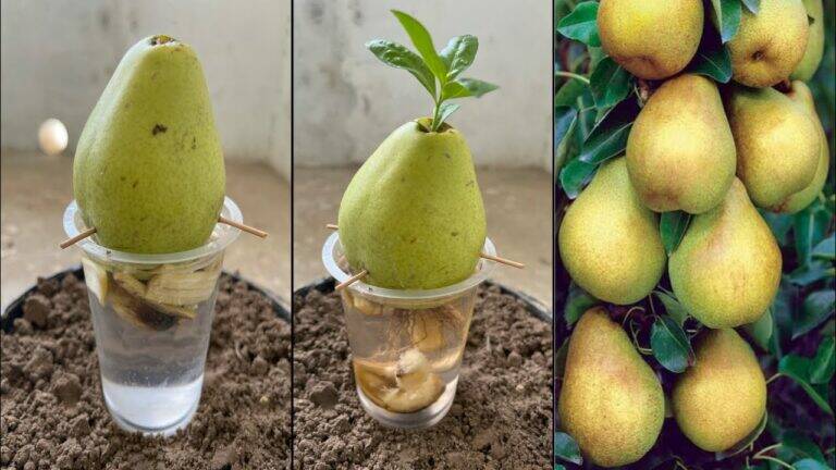 This simple trick turns leftover pear seeds into thriving trees in your garden…
