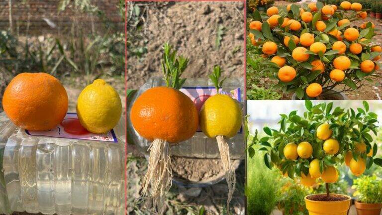 This surprising method transforms water bottles into thriving citrus trees…