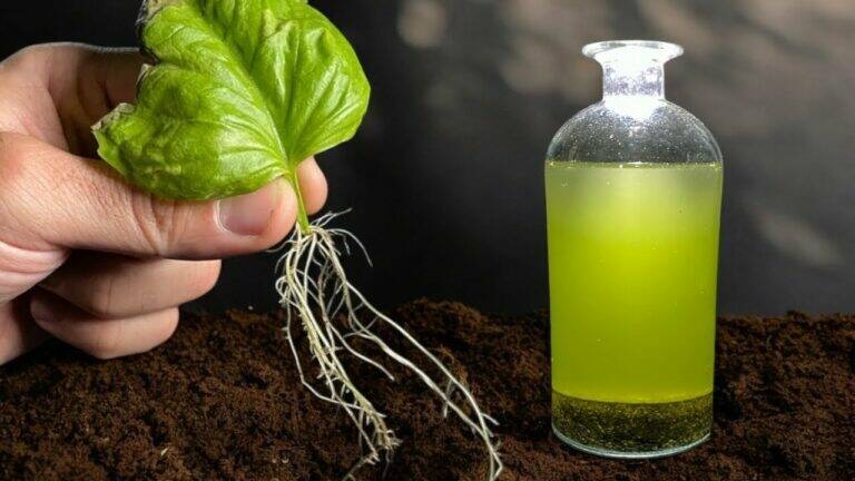 This simple method transforms a single basil leaf into thriving new roots…