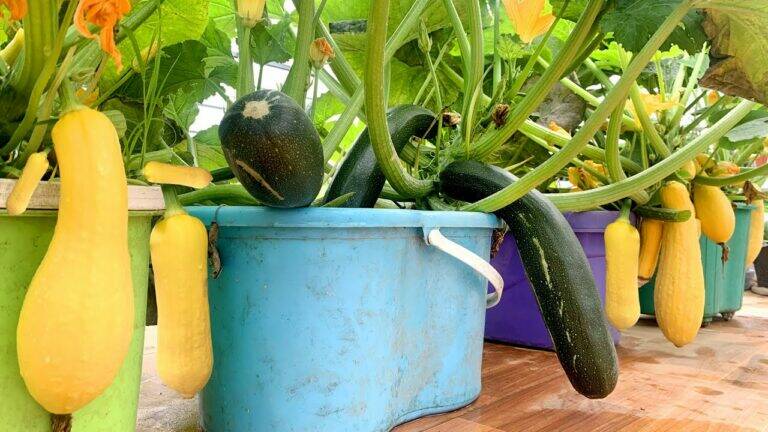 This simple trick transforms any terrace into a zucchini paradise…