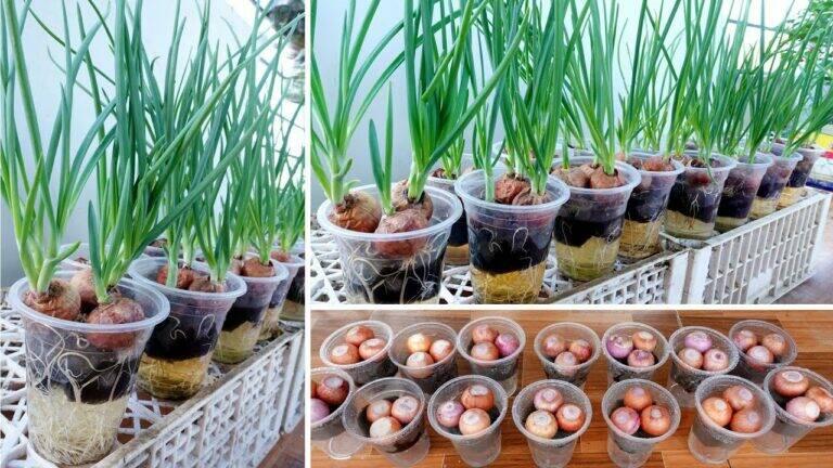 This simple method turns kitchen scraps into fresh onions in just days…