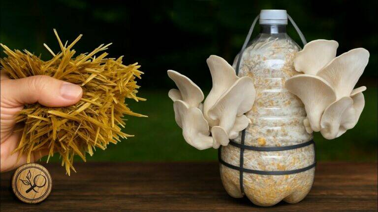 This simple method turns plastic bottles into your own mushroom garden…
