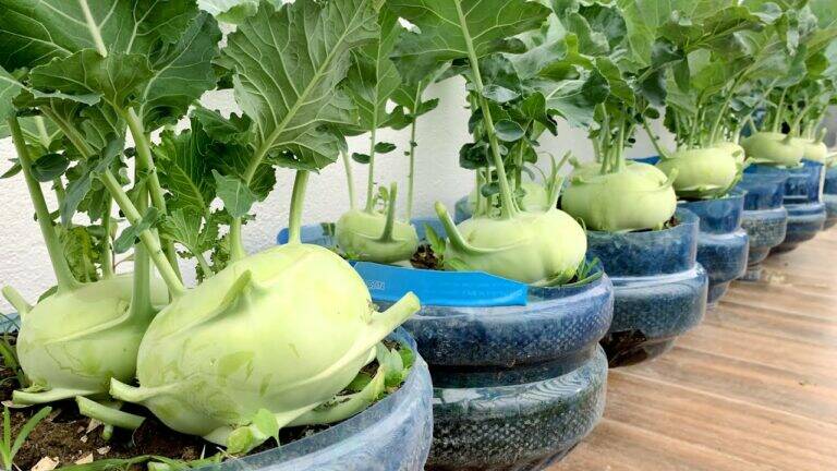 This simple trick transforms your balcony into a kohlrabi paradise…
