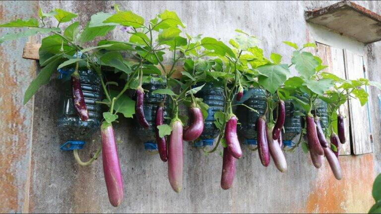 This simple method turns old bottles into abundant eggplant producers…