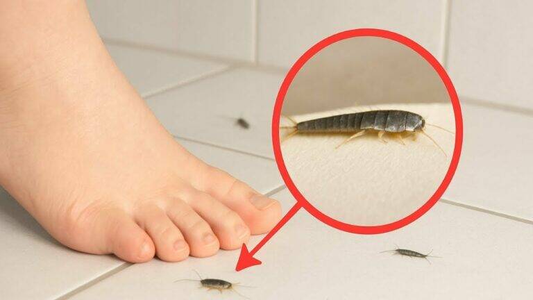 This simple method transforms your home and eliminates silverfish overnight…