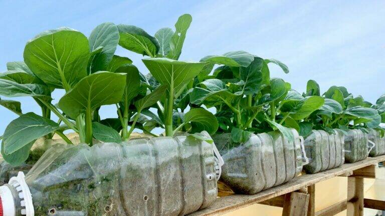 This simple technique turns plastic bottles into thriving vegetable gardens…