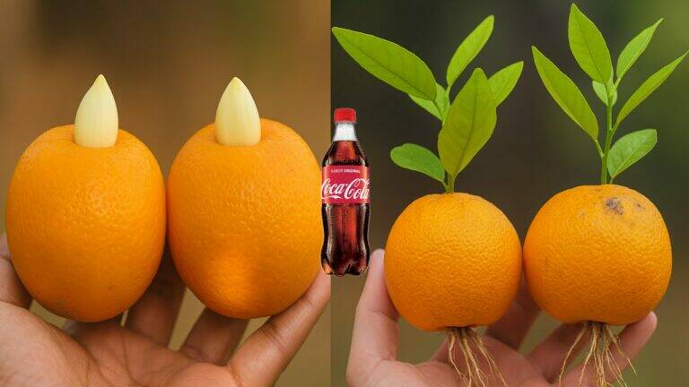This surprising trick transforms oranges with garlic… wait until you see the results!