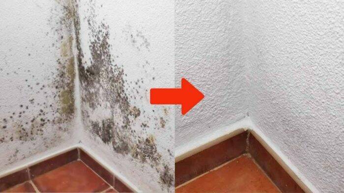 ¿Moho en las Paredes de Casa? Así Puedes Eliminarlo de Forma Rápida y Ayudar a Evitar que Vuelva