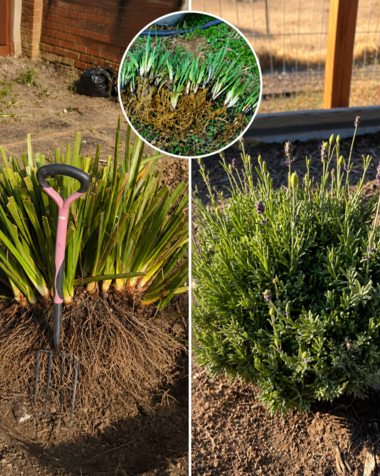 11 Perennials You Should Never Divide—and What to Do Instead