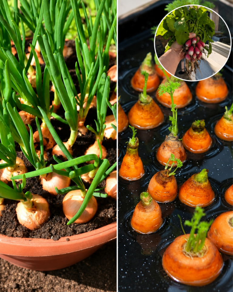 15 Vegetables You Can Still Plant in Late July for a Delicious Fall Harvest