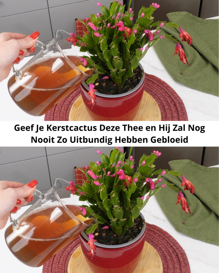 Geef Je Kerstcactus Deze Thee en Hij Zal Nog Nooit Zo Uitbundig Hebben Gebloeid