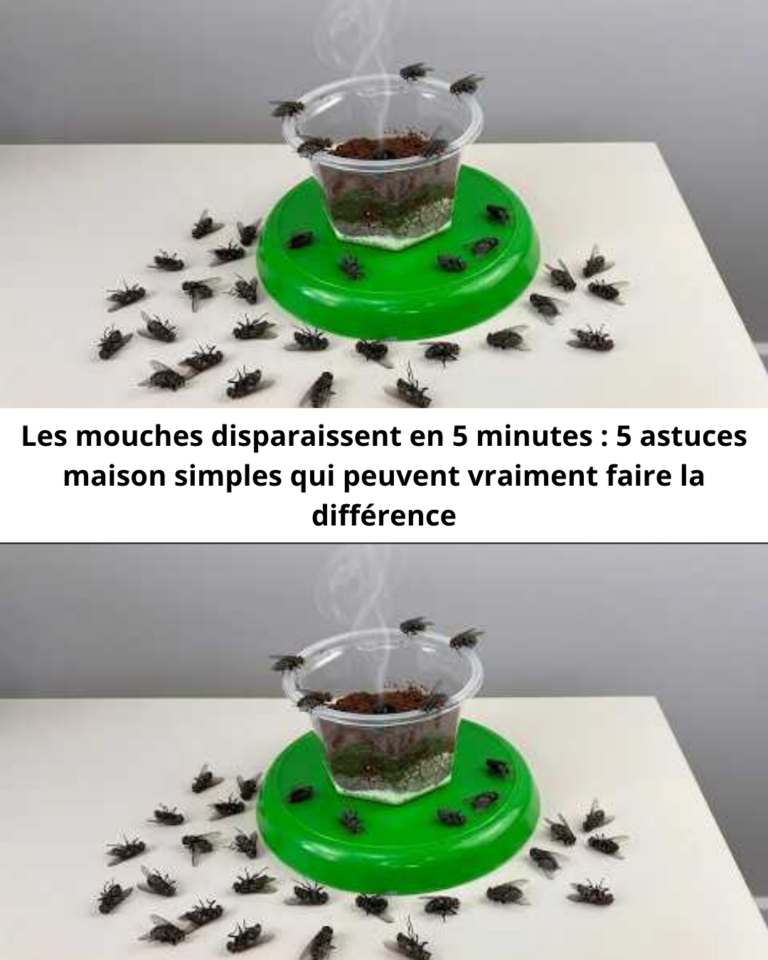 Les mouches disparaissent en 5 minutes : 5 astuces maison simples qui peuvent vraiment faire la différence