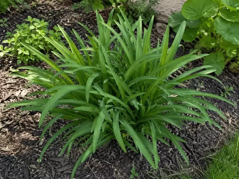 When and How to Trim Back Daylilies for Healthier Plants and More Late-Season Blooms